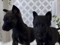 Dünyanın en tatlı bakışlarına sahip malinois burada