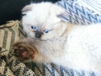 Scottish fold longhair tosunum