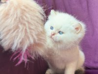 Ns11 dişi british longhair