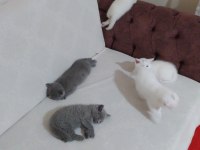 British shorthair oyunbazlar