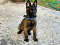 Belçika kurdu köpeği