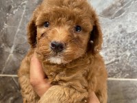 Orjinal toy poodle
