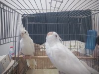 Eş Sultan Papağanı Albino