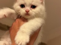 Son iki scottish fold kardeş yeni yuvalarını arıyor