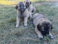 Safkan kangal yavruları
