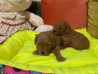Poodle bir avuç mutluluk