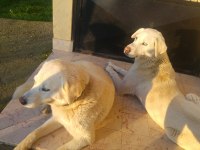 anne köpeğimiz ve iki kızına ömürlük yuva arıyorum