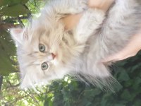 10 haziran doğumlu british longhair anne baba şecereli