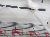 Her çeşit her tür kanarya