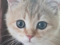 3 aylık british shorthair erkek