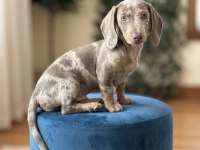 Nadir Renk İçinizi Isıtacak Akıllı Sosis Köpeğimiz