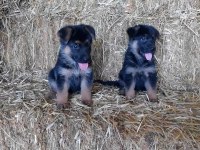 ALMAN ÇOBAN KÖPEĞİ YAVRULARI