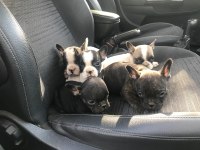 55 günlük french bulldog yavrularım Balıkesir altınoluk