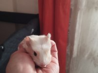 1 aylik ginepig yavrularım