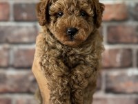 Mersin Poodle Yavrularımız