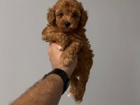 Sağlık ve ırk garantili toy poodle yavrularımız
