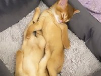 SAFKAN EBEVEYNLERDEN HER RENK HABEŞ KEDİSİ YAVRULAR