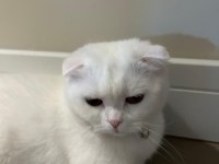 3 Yaşında Kısır Çipli Kedimiz