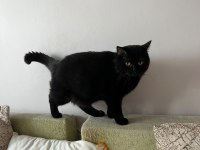 Sevimli 2 Yaşında Erkek British Shorthair