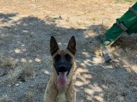 Köpek çiftliğinden eğitimli belçika kurdu