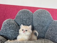 Sevimli bebek kedimiz