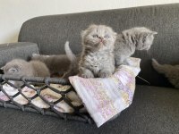 Gri Scottish fold cinsi yavrular
