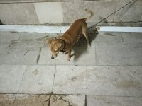 3,5 AYLIK ERKEK PİNSCHER