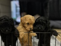 Sağlık Ve Irk Garantili Toy Poodle Yavrularımız 