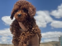 Boy ve kg ram garantili toy poodle yavrularımız