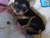 Sevimli Yorkshire Terrier Yavrularımız