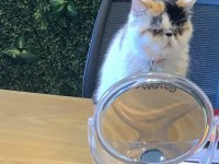 Kedi sahiplendirmek istiyorum