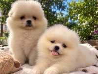 Pomeranian Teddy Bear