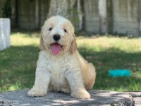 Labradoodle Dişi / Erkek 2 Aylık