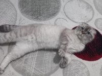 1 Yaşında Eğitimli Scottish Fold Prenses