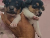 Jack Russell Yavrularımız