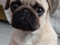 Pug Köpeğimiz