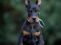 Blue Siyah Kızıl Doberman Yavrularımız