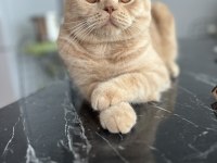 Ücretsiz sahiplendirme scottish fold