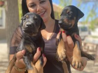 Safkan anne baba şecereli king doberman yavrularım