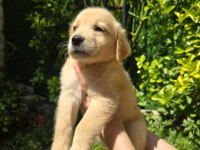 Golden retriever yavru 3 aylık