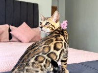 Show Class Bengal Kedisi Dişi 3 Aylık
