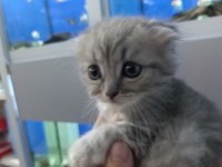 55 günlük iki erkek bir dişi scottish fold yavrular