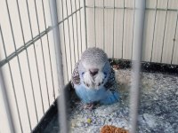 Şov jumbo yavru muhabbet kuşu