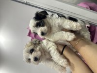 Orijinal Morkie yavrularımız
