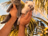 Elma şekeri british shorthair ve scottish