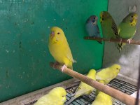 ERKUT PETTEN YAVRU JUMBO MUHABBET KUŞLARI
