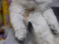 British Longhair Golden Point Ny1233 Erkek