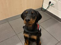 Doberman Yavrular Güvenin Ve Kalitenin Tek Adresi