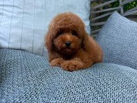 ORJİNAL IRK VE SAĞLIK GARANTİLİ YAVRU KÖPEKLER