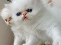 SIFIR BURUN KALICI MAVİ GÖZ İRAN KEDİSİ